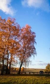 Ruduo sodyboje